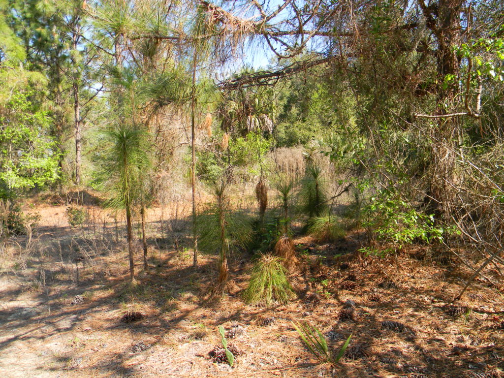 Longleaf pine, broomstick phase, Lake May Reserve