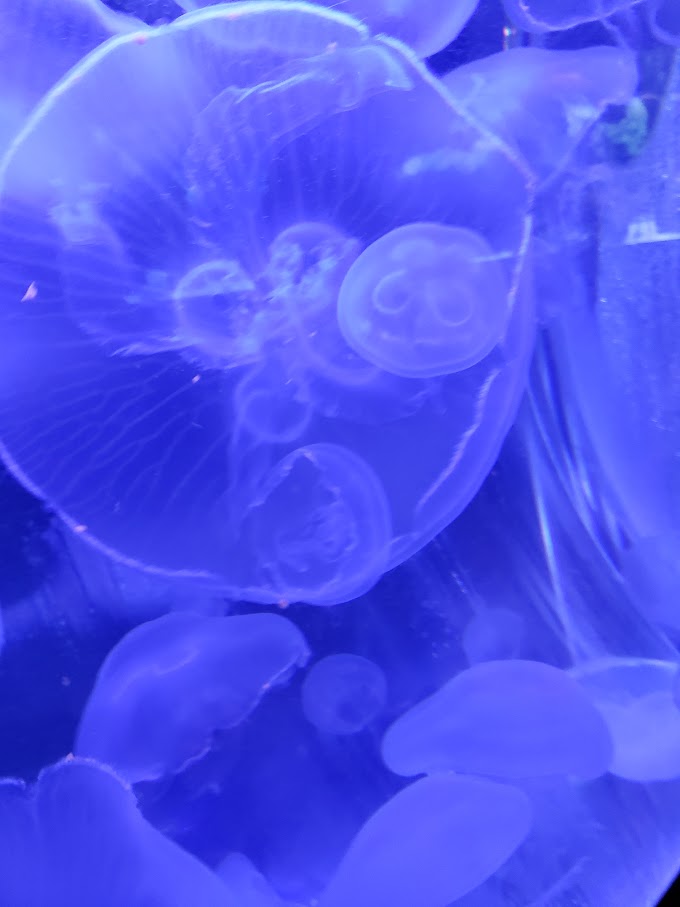 Moon jelly at Mote Marine