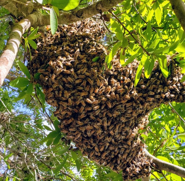 Honeybees: Swarm Capture and Honey Harvest | My Exquisite Florida
