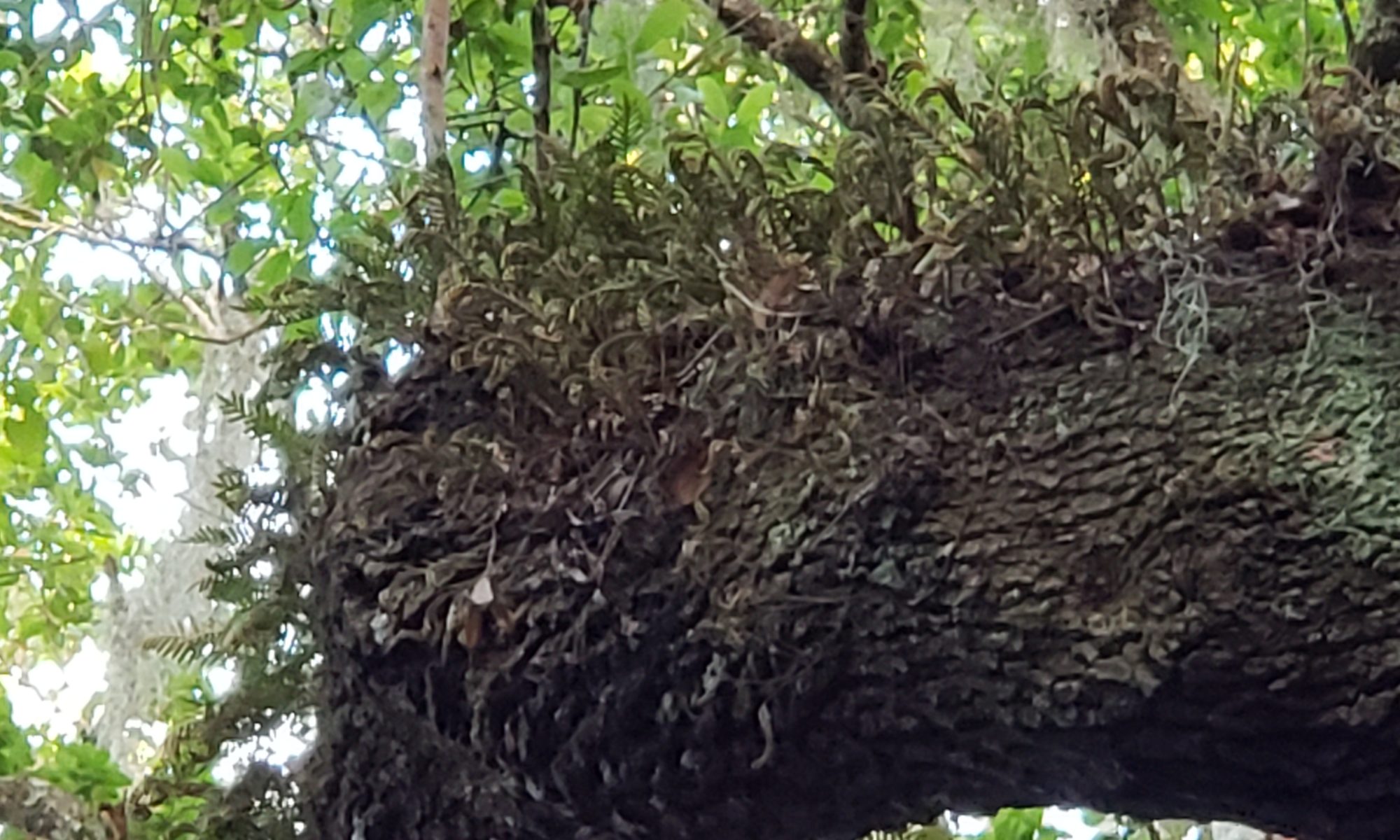 resurrection fern