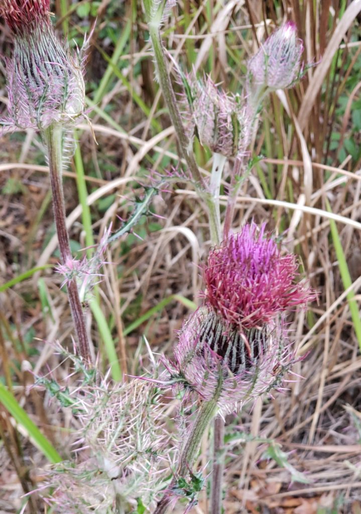 Thistle at Lake Norris in Eustis, Florida