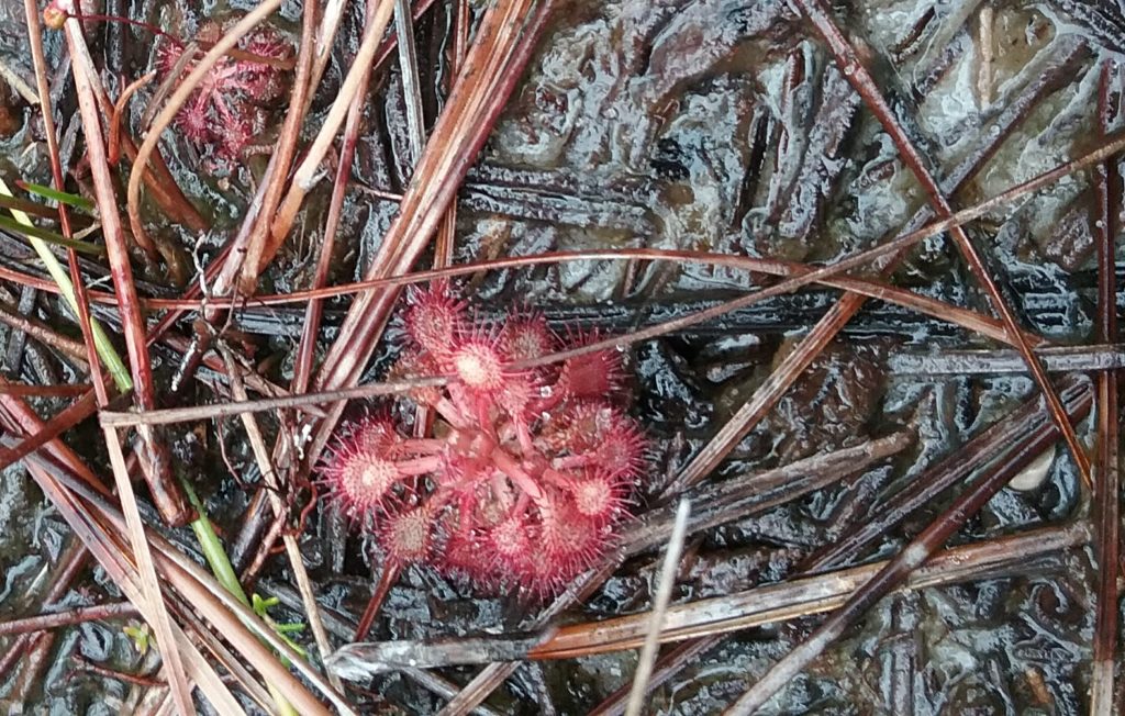 Dwarf Sundew Plant