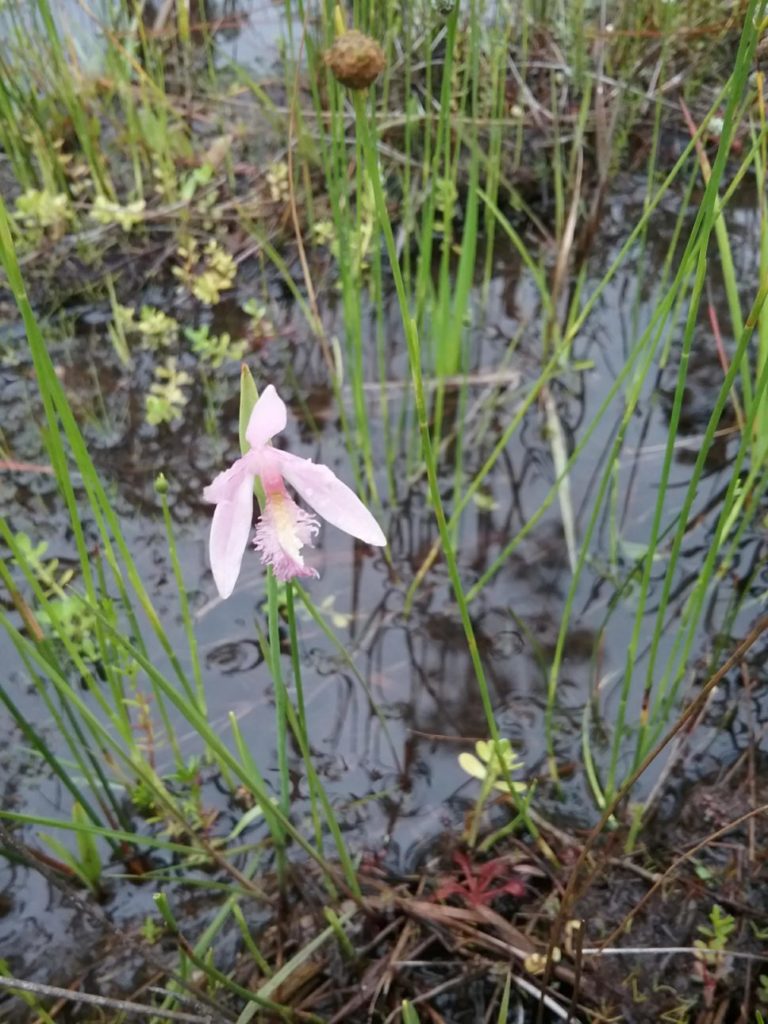 Snakemouth Orchid