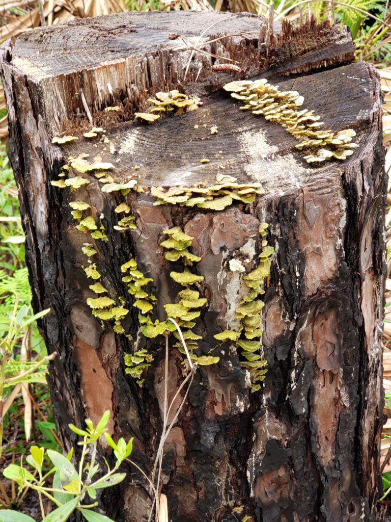 Fungi on pine stump at Tarkiln Bayou State Park