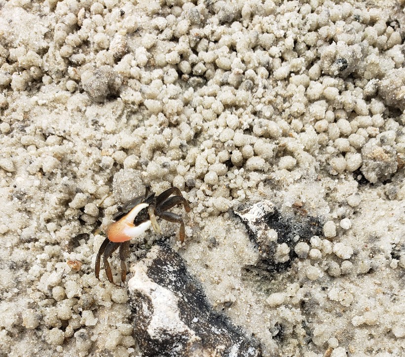 crab at withlachoochee gulf preserve
