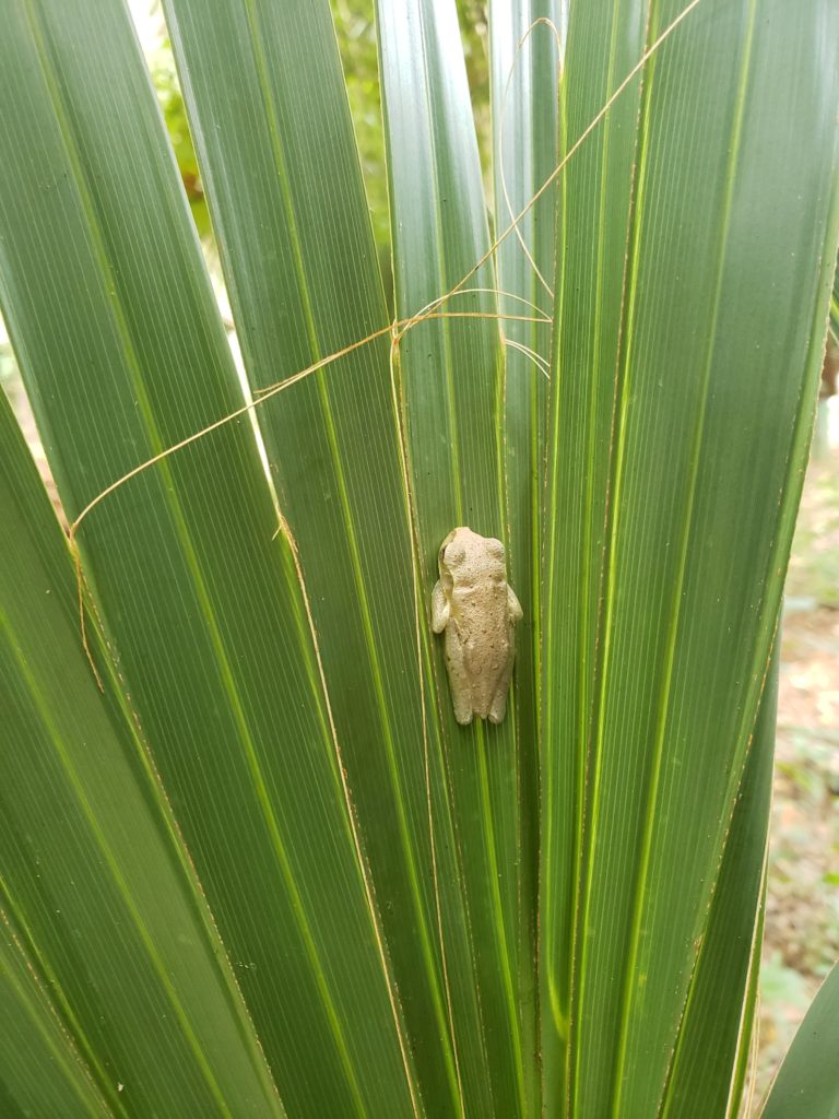 tree frog on palmetto