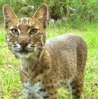 bobcat