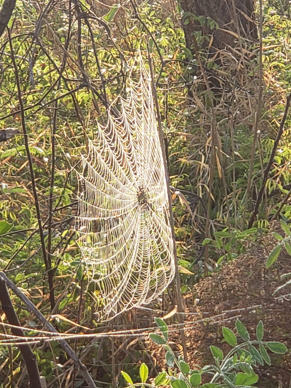 Seminole State Forest - Bear Pond Interpretive Trail | My ...