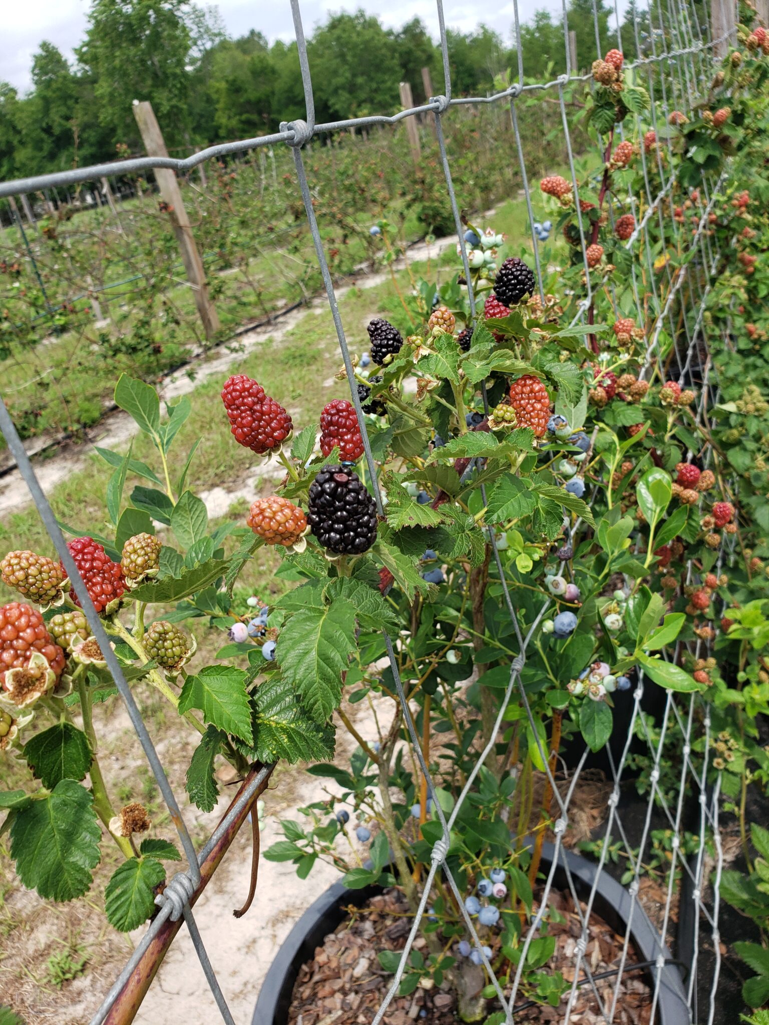 Bear Tracks Blackberry Farm | My Exquisite Florida