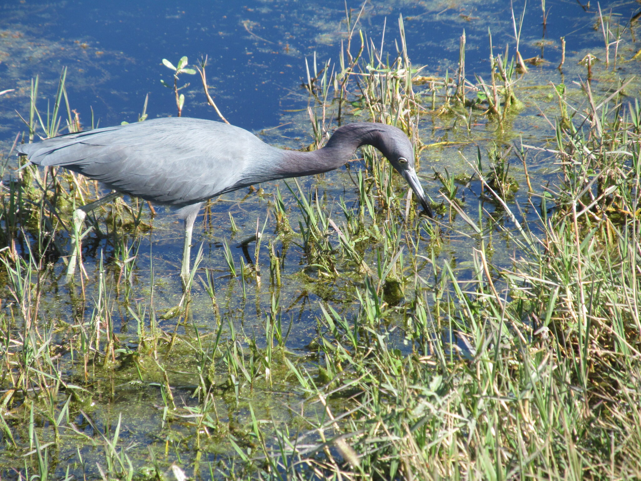 Walking At Lake Apopka Wildlife Drive 