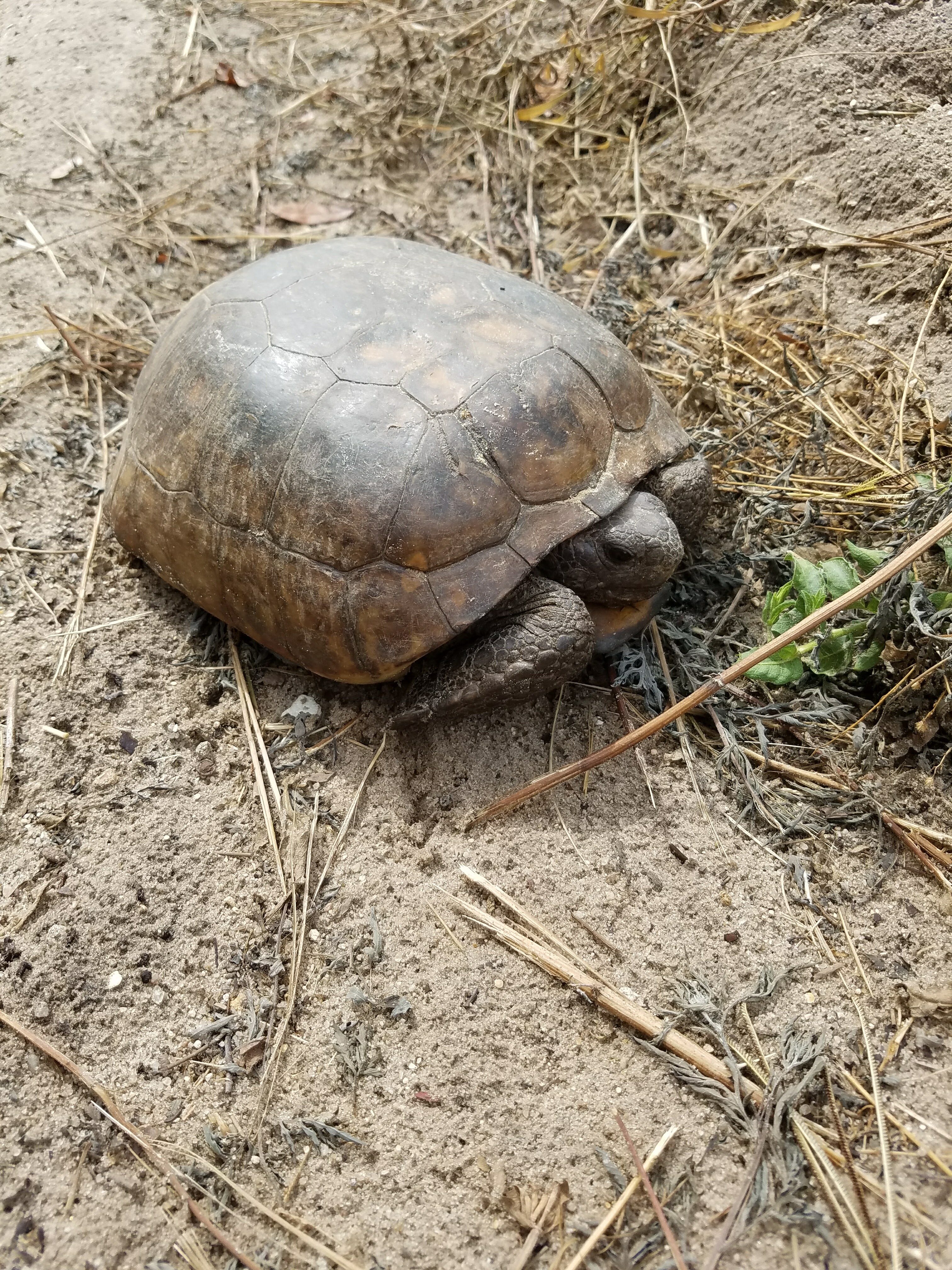 gopher tortoise