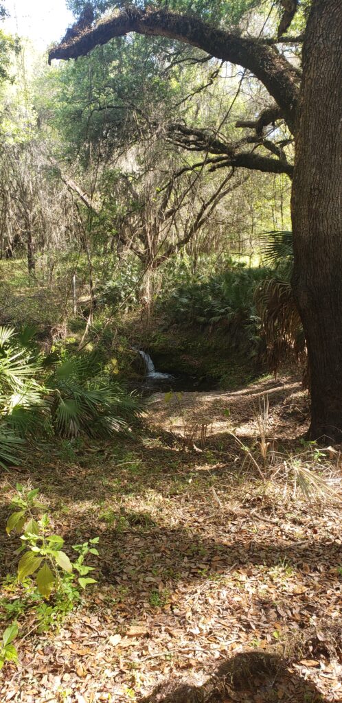 Wolf Branch Sink Waterfall