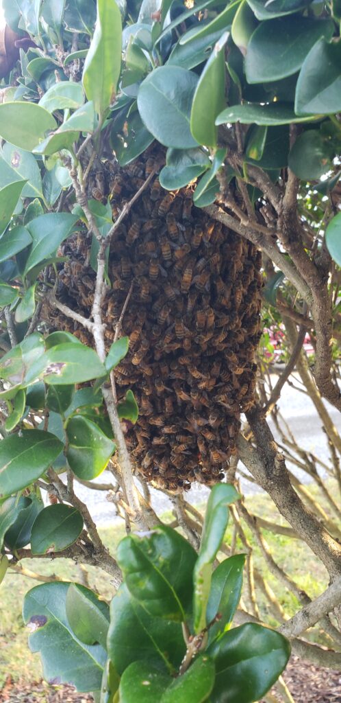 Swarm of bees